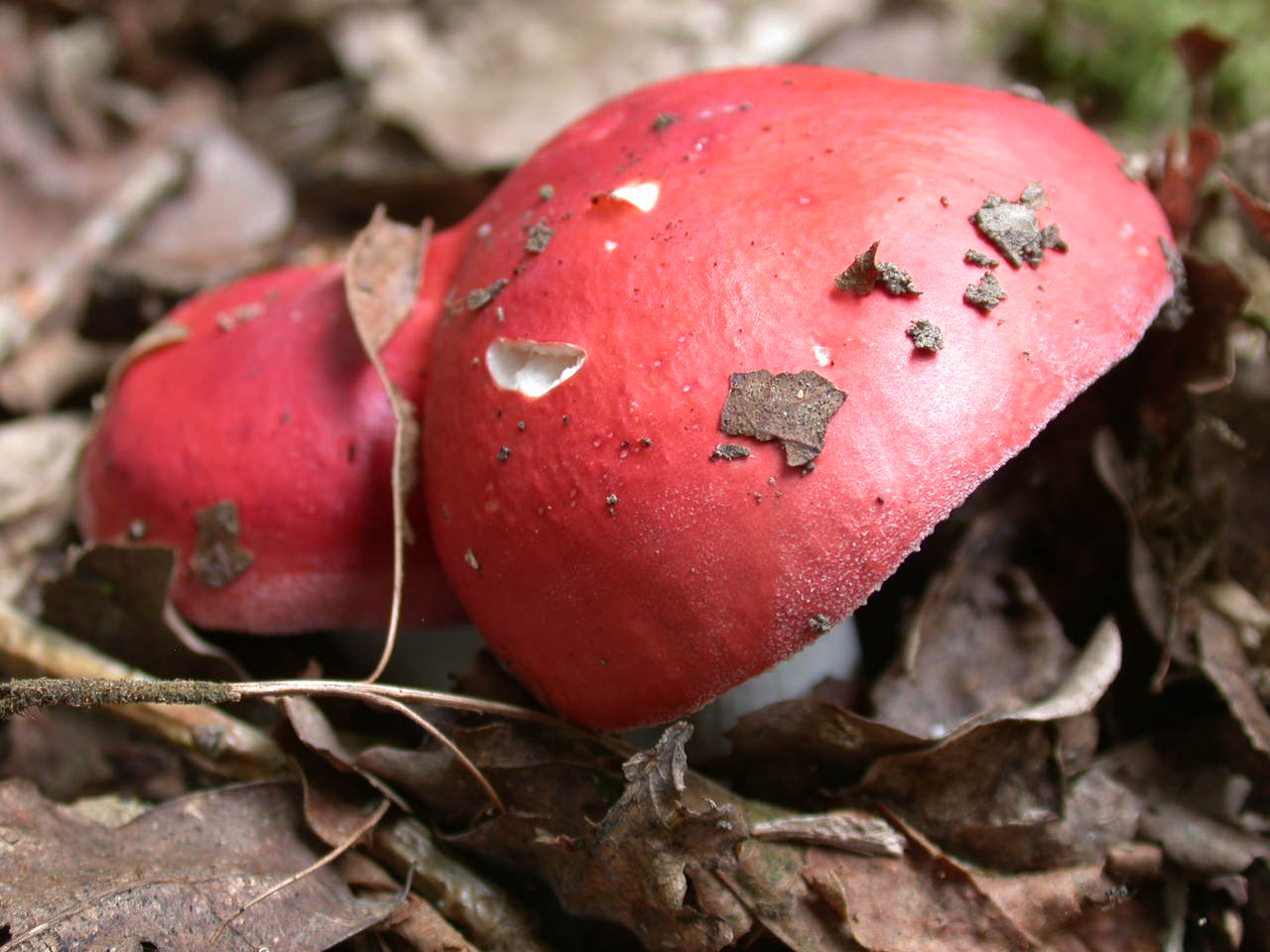 Russula pseudointegra ....